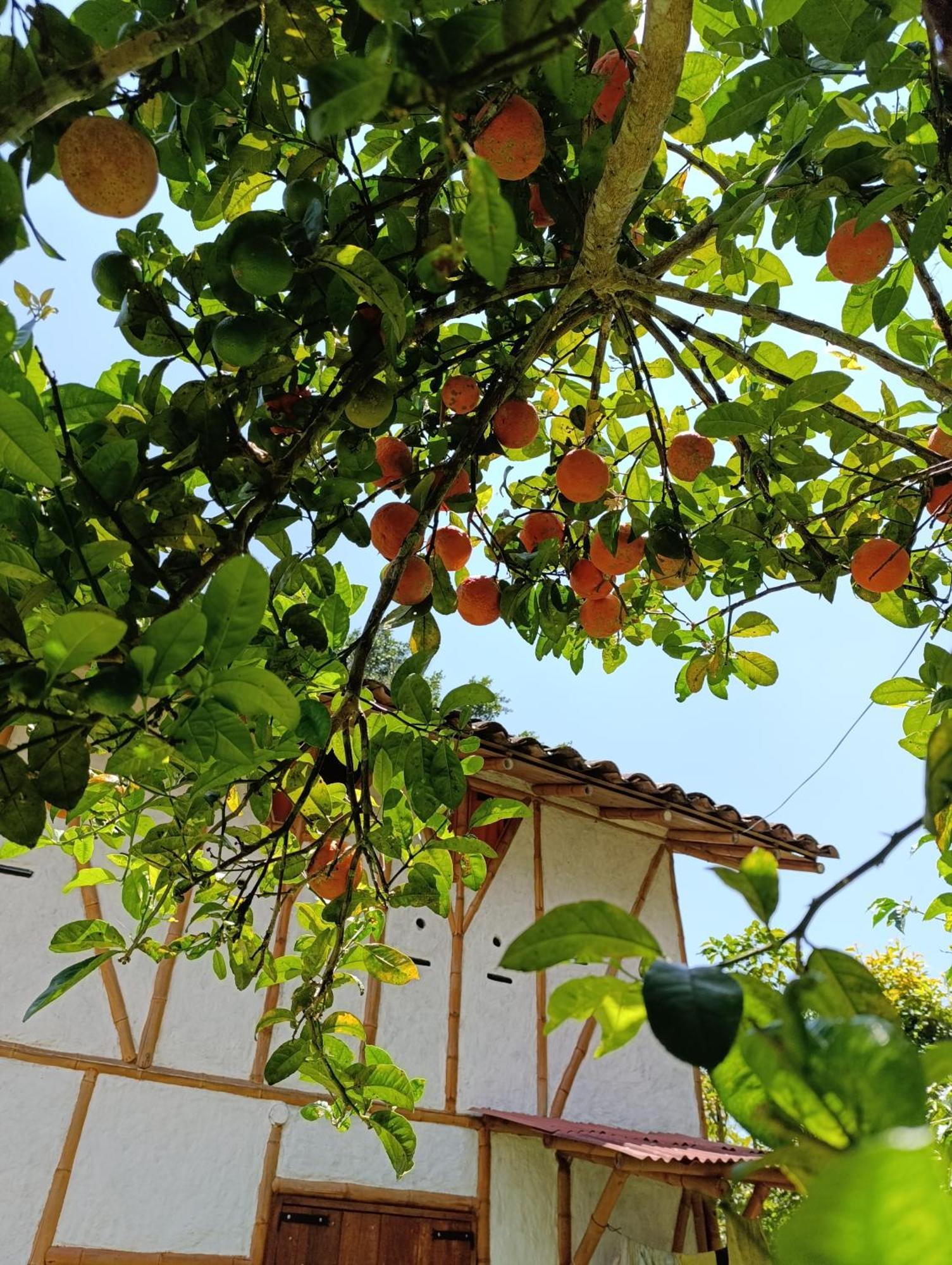 Finca Cometa Villa San Agustín Exterior foto